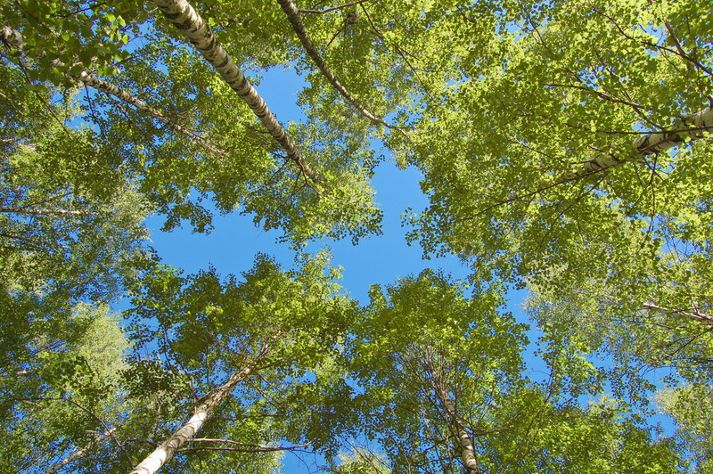 Tree planting landscaping