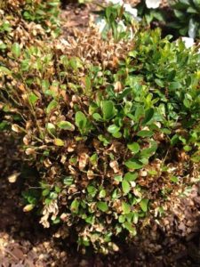 Boxwood shrub showing signs of blight, with brown and yellowing leaves indicating disease.