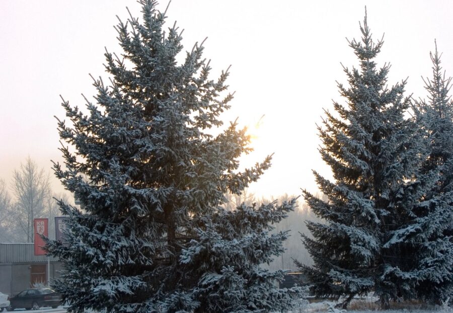 Snow-dusted evergreen trees stand tall against a soft winter sunrise.