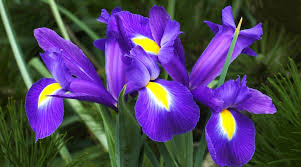 Vibrant purple irises with yellow accents blooming among green foliage.