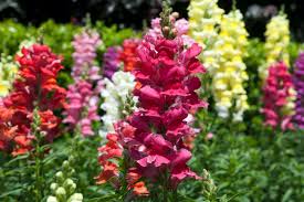 A colorful display of snapdragon flowers in full bloom.