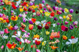 A diverse and colorful field of tulips blooming in spring.